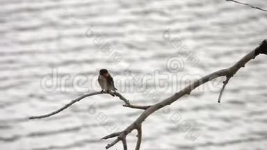 <strong>少年</strong>酒<strong>吧</strong>燕子鸟栖息在水面上的树枝上